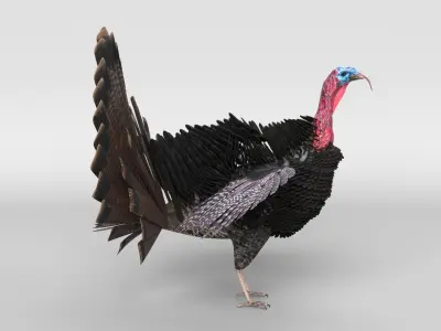  Turkey Animated 