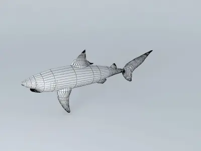 Shark shark Free 3D model