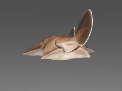 Sleaper Ray RIGGED 3D model