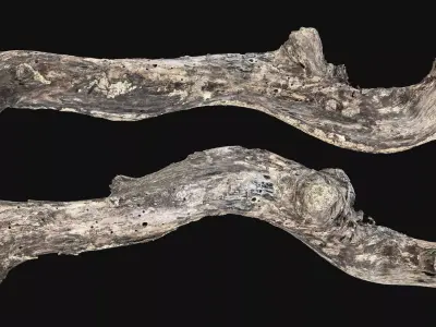 Withered Tree trunk wood 3d scan highpoly 3D model