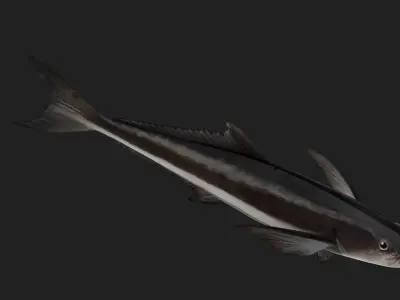 Bass fish Low-poly 3D model 11