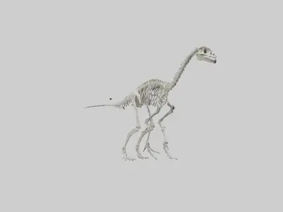 Brachiosaurus Skeleton model Low-poly 3D model