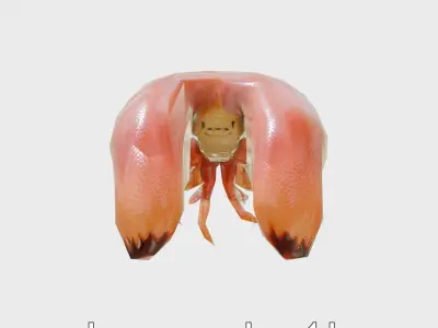 Flamboyant Cuttlefish Vibrant 3D Model Low-poly 3D model