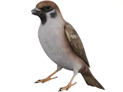 Sparrow 3D model