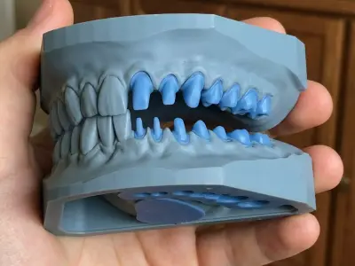 Dental Training and Study Model  3D print model