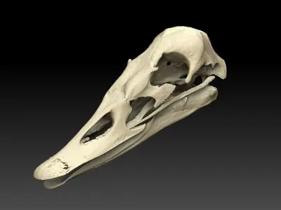 Duck Skull Scan 3D model 3D model