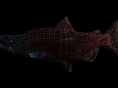 Sockeye Salmon 3D model