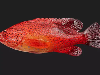 Grouper Low-poly 3D model purchase