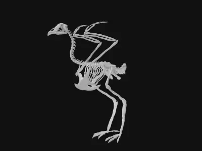 Peacock skeleton 3D model