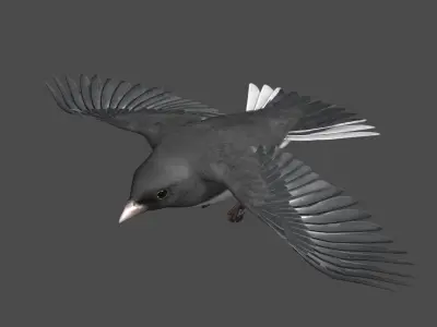 Dark-eyed Junco (Animated) 3D model