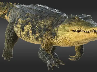 Animated Crocodile Swiming Rigged for Maya 3D model