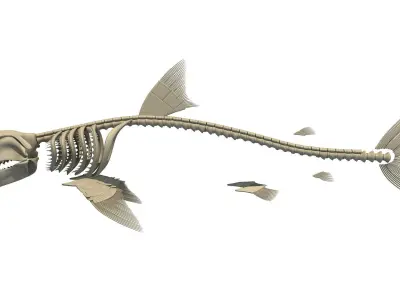 Aquatic Skeletons 3D Models 3D model