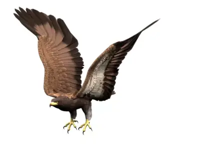 Animated Rigged Eagle 3D model