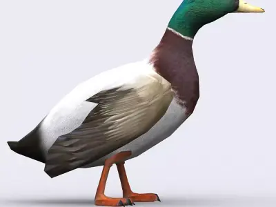 3DRT - Duck Low-poly 3D model