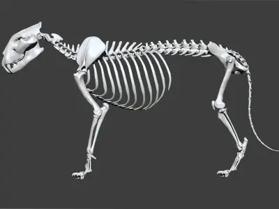 Lion skeleton 3D model