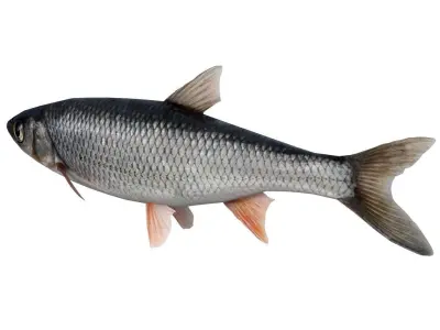 Fish Grass Carp 3D model