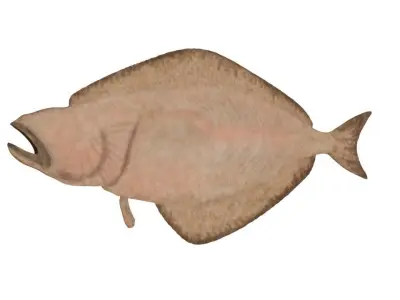 Atlantic Halibut Free low-poly 3D model