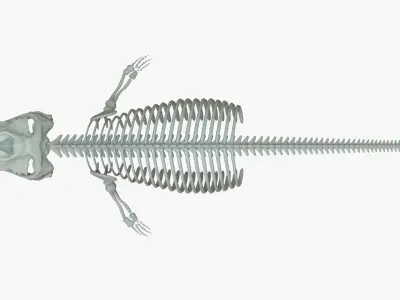 Gray Whale Rigged Skeleton Low-poly 3D model