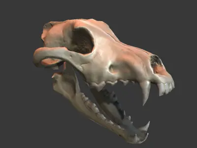 Wolf Skull Low-poly 3D model