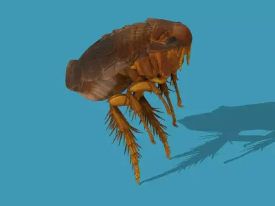 Home Flea 3D model