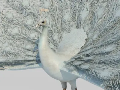 Animal peacock 3D model