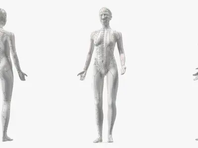 Female Acupuncture Mannequin 3D model