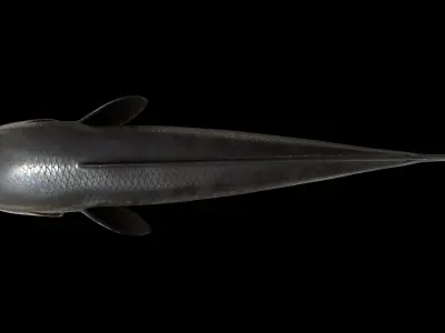 Snakeheadfish 3D model