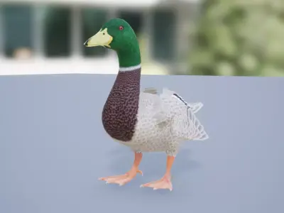Duck Basic Low-poly 3D model