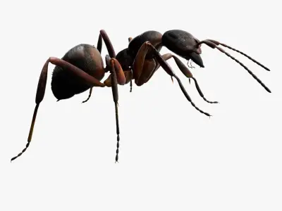 red Ant Bug 3D 3D model