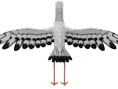 Stork 3D model purchase