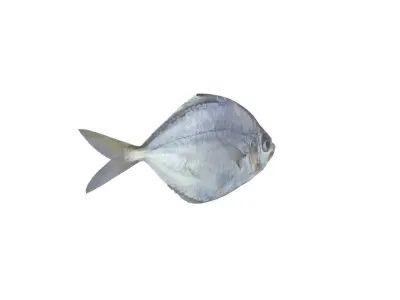 Pony Fish Low-poly 3D model
