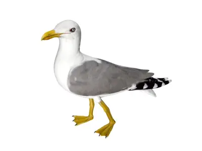Seagull Low-poly 3D model