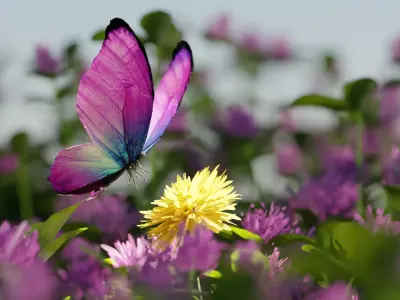 butterfly animation Free 3D model