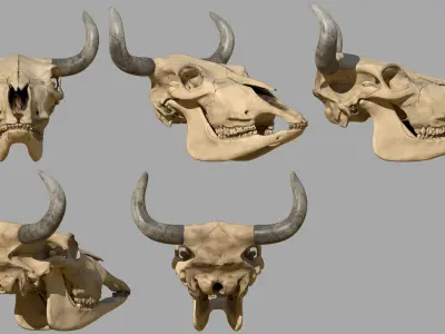 Cattle Skull 3D model