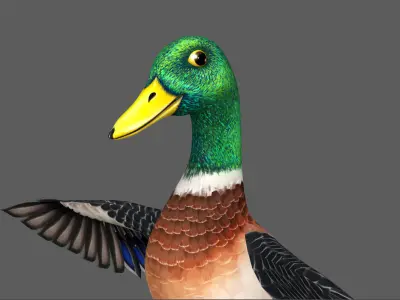Mallard Duck Low-poly 3D model