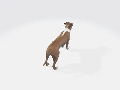 American Staffordshire  Portrait Terrier Pet Animals 3d model 3D model