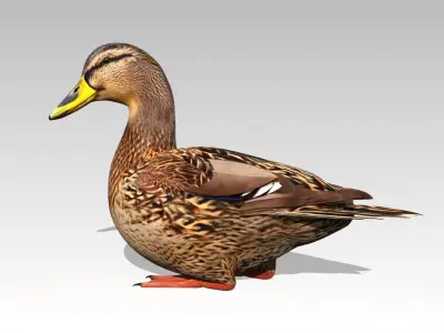 Mallard Duck Female Low-poly 3D model