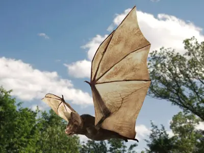 Little Brown Bat  3D model