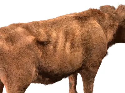  Cow (Rigged) 