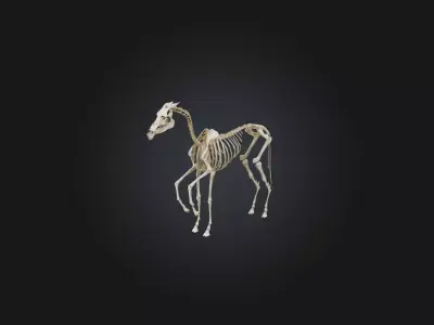Realistic Horse Skeleton Model Low-poly 3D model