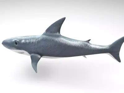 Animated and Rigged Swimming White Shark 3D model purchase
