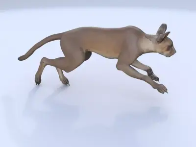 Fossa 3D model