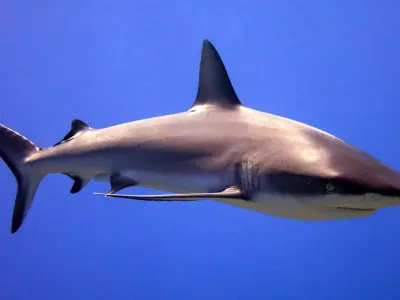Shark 3 D model Low-poly 3D model