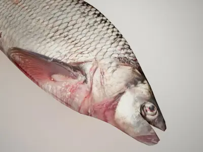 Raw fresh fish 3D model
