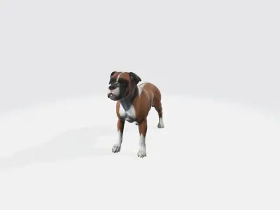 Boxer Blaze Low-poly 3D model