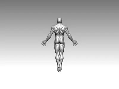 3D Model  Anatomy  Human 3D print model