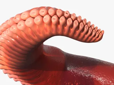  Octopus Arm Marine Animal Orange 