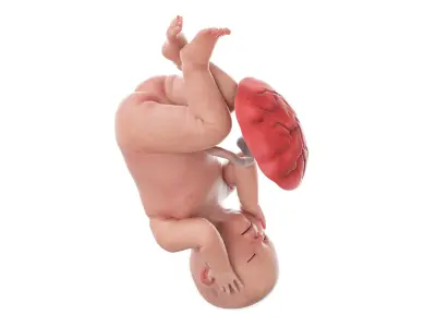  Fetus Anatomy Week 42 Animated 