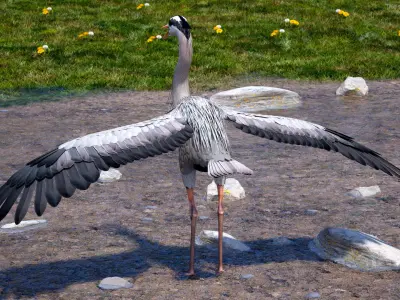 Grey Heron Rigged for Maya 3D model