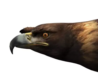 eagle 3d rig model 3D model